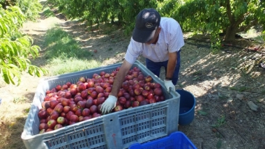 fruta