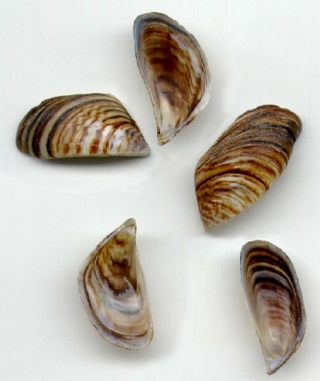 mejiollon cebra