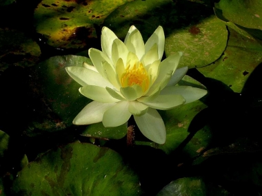 nenufar