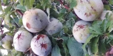 Ciruelas dañadas por el pedrisco