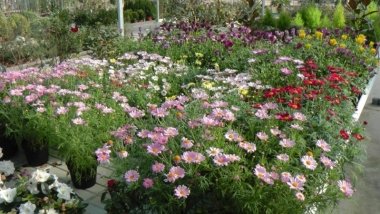 plantas en flor de DIJARDIN