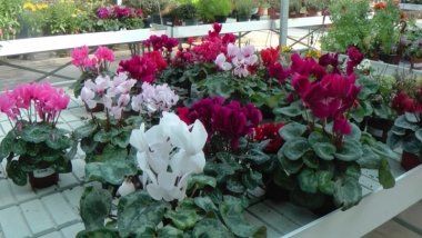 plantas en flor en DIJARDIN