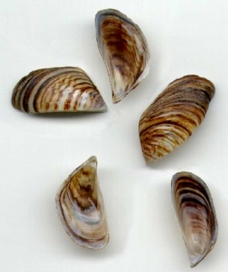 mejiollon cebra