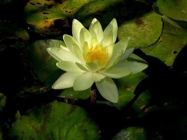 nenufar