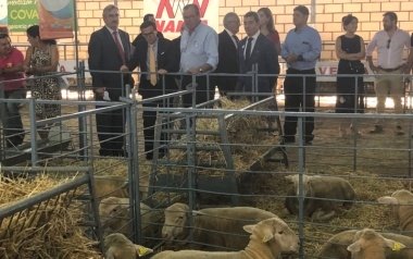 salón ovino 2018