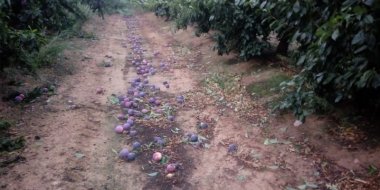 Plantación de ciruelas dañadas por el pedrisco