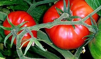 tomates