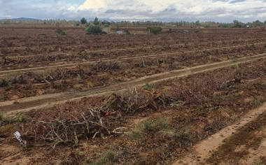 frutales arrancados