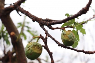 daño en fruta