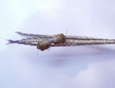 pudenta del arroz