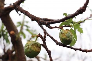 daño en fruta