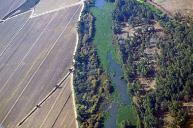 camalote en el Guadiana