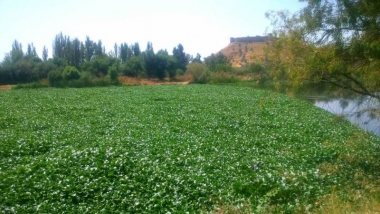 camalote agosto 2018