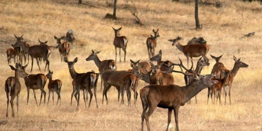 Reserva de caza
