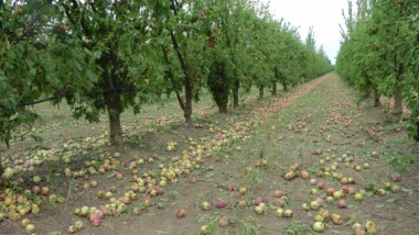 fruta destrozada en la tormenta