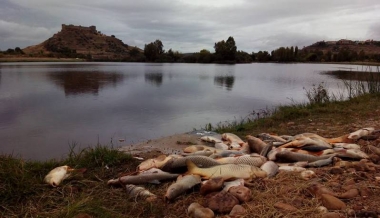 peces muertos en medellín