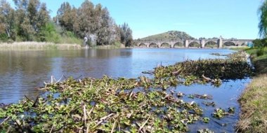 camalote 12abril