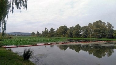camalote en Medellín