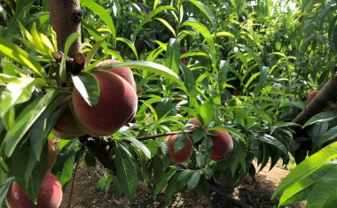 fruta hueso