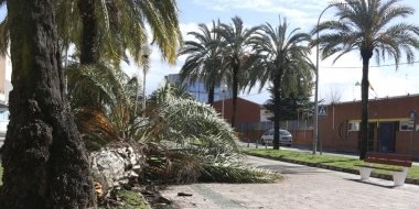 palmeras