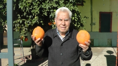 naranjas de juan