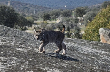 lince en la serrezuela de Don Benito