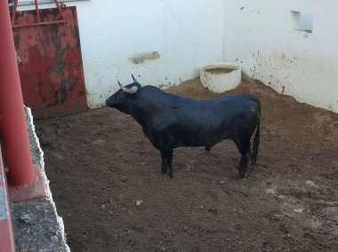 victorino en don benito