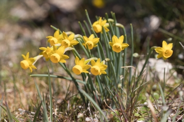 narcisos vitekii
