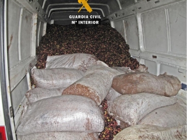 aceitunas robadas