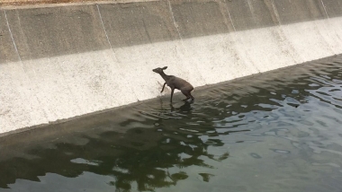 corzo en el canal