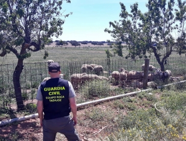 ganado talavera