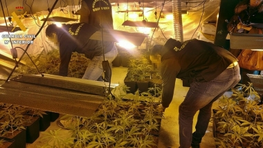 marihuana en guareña