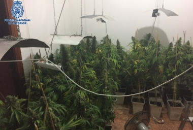 marihuana