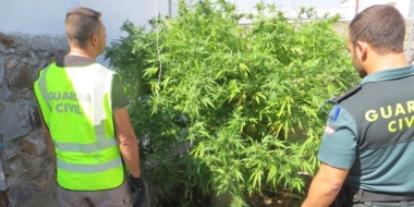 marihuana en valdehornillos