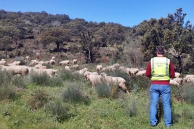 ovejas recuperadas por la guardia civil