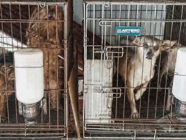 perros criadero ilegal