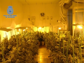 plantaciones de marihuana en Don Benito
