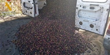 Robo de aceitunas