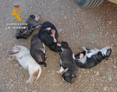 cachorros