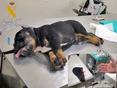perro mutilado