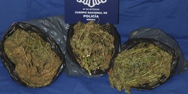 Cogollos incautados