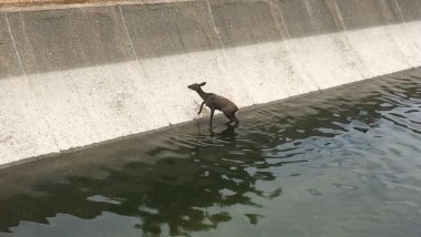 corzo en el canal