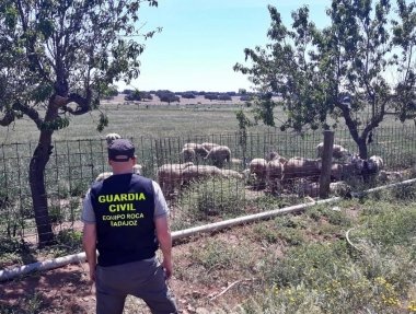 ganado talavera