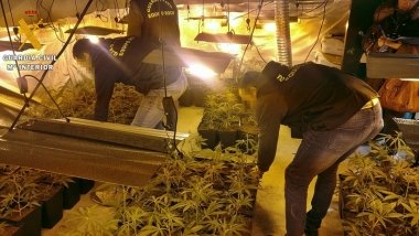marihuana en guareña