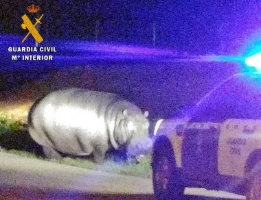 hipopotamo en la garrovilla