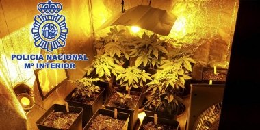 marihuana