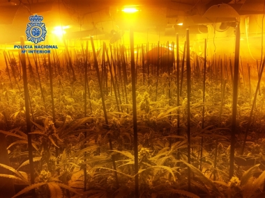 marihuana
