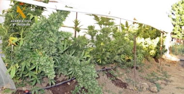 marihuana en la coronada