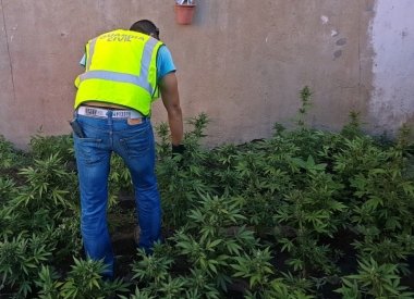 marihuana Santa Amalia