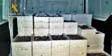 Cajas de pescado